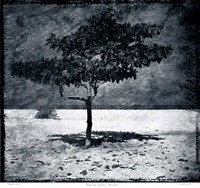 The tree of Shardzh